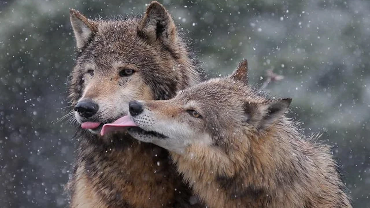 తోడేళ్ళు: తోడేళ్ళు ప్రమాదకరంగా కనిపించవచ్చు. కానీ ఇవి ప్రేమ విషయంలో చాలా సున్నితంగా ఉంటాయి. తమ కుటుంబం, సహచరుడి పట్ల చాలా విశ్వాసపాత్రంగా ఉంటాయి. అవి సాధారణంగా జీవితాంతం ఒకే సహచరుడితో ఉంటాయి. కలిసి జీవించే, వేటాడే, తమ పిల్లలను చూసుకునే తోడేళ్ళు, తమ సహచరుడు మరణిస్తే.. మిగిలిన తోడేలు జీవితాంతం ఒంటరిగా జీవిస్తాయి.