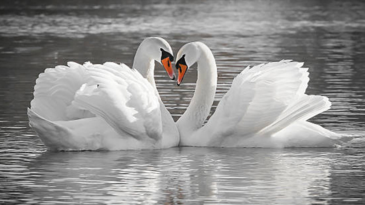 హంసలు: హంసల జంటలను ప్రేమకు నిజమైన చిహ్నంగా భావిస్తారు. ఒక హంస మరొకదానితో జతకట్టిన తర్వాత.. అవి కలిసి గూళ్ళు కట్టుకుంటాయి. తమ పిల్లలను కలిసి పెంచుతాయి. తల్లిదండ్రులుగా తమ విధులను పంచుకుంటాయి. ఒకసారి జతకట్టిన తర్వాత.. ఈ హంసలు ఎప్పటికీ కలిసే ఉంటాయి. ప్రేమకు, విధేయతకు ప్రసిద్ధి చెందిన ఈ హంసలలో తమ భాగస్వామి చనిపోతే మరొక భాగస్వామిని ఎంచుకోవు. అవి ఒక భాగస్వామికి విధేయంగా జీవితాంతం ఒంటరిగా జీవిస్తాయి.