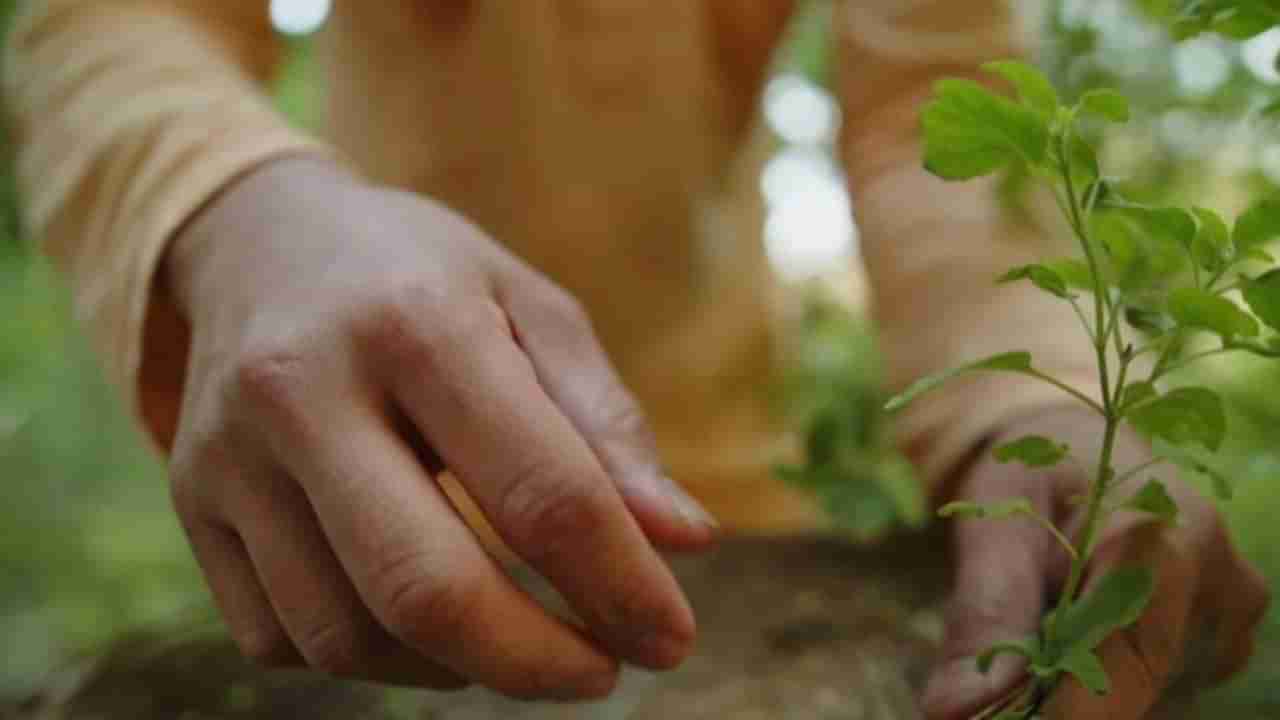 Lucky Plants: మన ఇంట్లో ఈ మొక్కలుంటే అదృష్టం, డబ్బు అన్నీ వస్తాయి..!