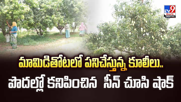 మామిడితోటలో పనిచేస్తున్న కూలీలు..పొదల్లో కనిపించిన సీన్ చూసి షాక్ వీడియో మామిడితోటలో పనిచేస్తున్న కూలీలు..పొదల్లో కనిపించిన సీన్ చూసి షాక్ వీడియో