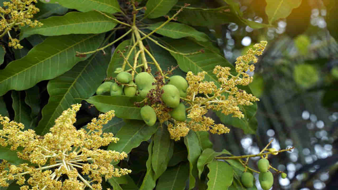 మామిడి పూతతో పుష్కలమైన ప్రయోజనాలు.. తెలిస్తే అస్సలు మిస్‌ చేసుకోరు..