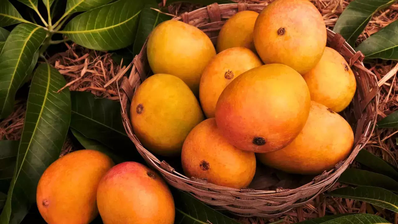Mangoes Basket