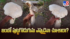 జంబో పుట్టగొడుగును ఎప్పుడైనా చూశారా ?? జంబో పుట్టగొడుగును ఎప్పుడైనా చూశారా ??