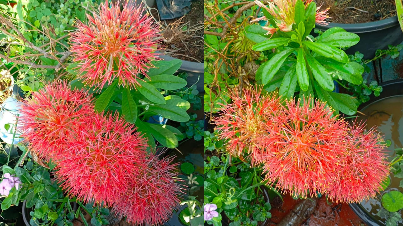 Blood Lily: లేటుగా అయినా లేటెస్ట్గా విరిసిన పువ్వులు.. అరుదైన ఆ అతిధులను చూసేందుకు క్యూ..!