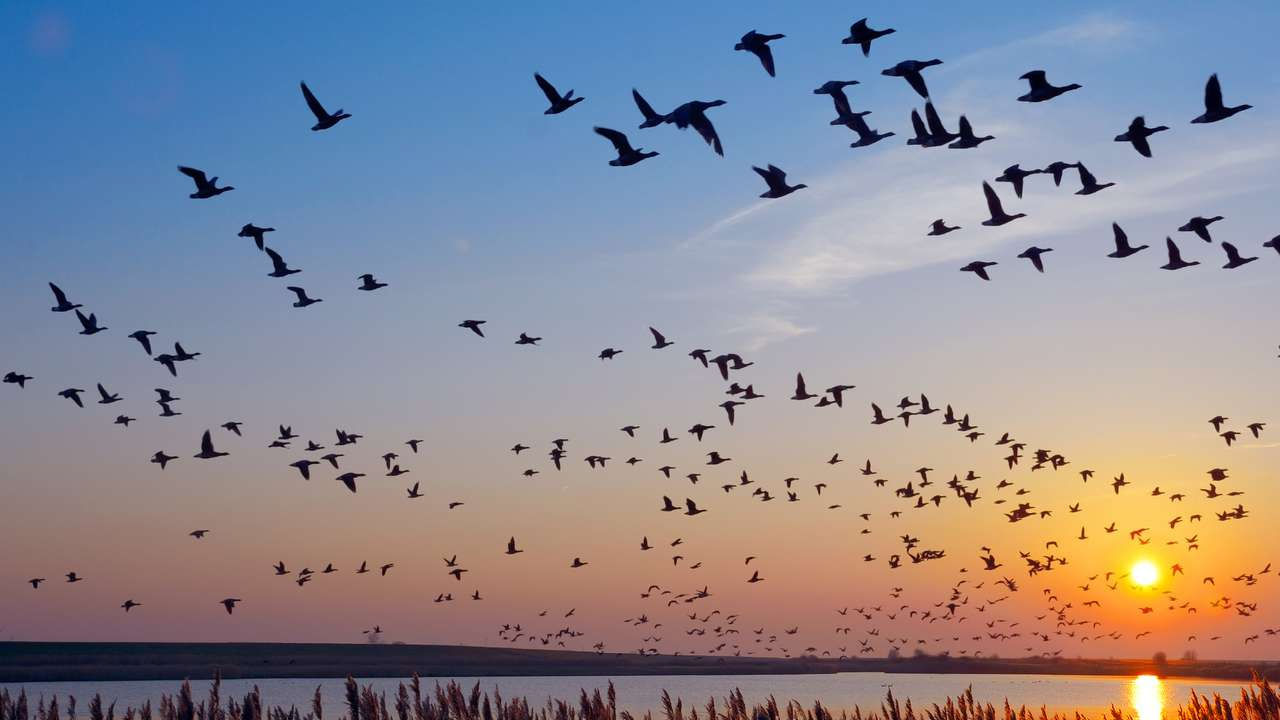 పక్షులు వాటి ముక్కులు, కళ్ళు, లోపలి చెవులలో మాగ్నెటైట్ స్ఫటికాలను కలిగి ఉంటాయి. ఈ స్ఫటికాలు చిన్న దిక్సూచిలా పనిచేస్తాయి. వీటిలో ఉన్న మాగ్నెటైట్ స్ఫటికాలు అయస్కాంత క్షేత్రం వైపు తమ దిశను నిర్ణయించడానికి పక్షులను అనుమతిస్తుంది.