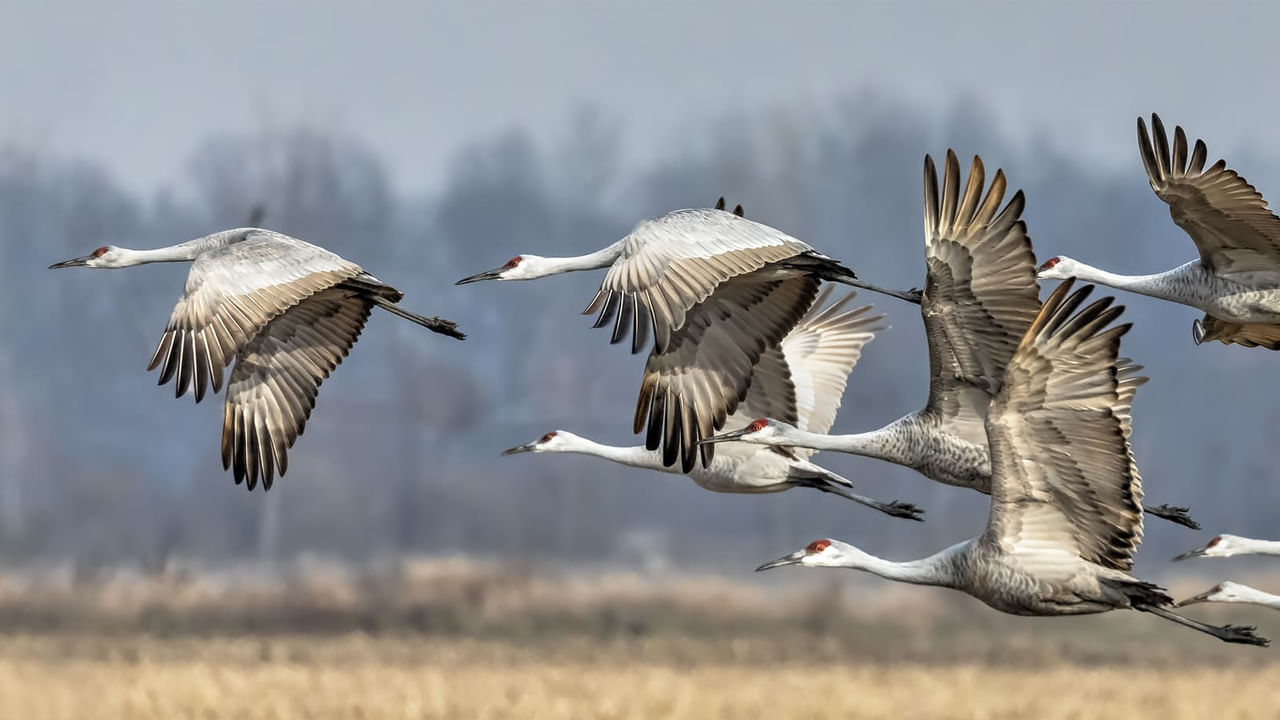 పక్షుల కంటిలోని ఒక రసాయనం అయస్కాంతానికి స్పందిస్తుంది. భూ అయస్కాంత క్షేత్రాన్ని పక్షులు చూడగలవు అంటున్నారు. వలస పోయే పక్షుల్లో ఒక పరమాణువు భూ అయస్కాత క్షేత్ర దిశను గుర్తించగలుగుతాయి. దీంతో వేలాది కిలోమీటర్లు వలసపోగలుగుతున్నాయి. 