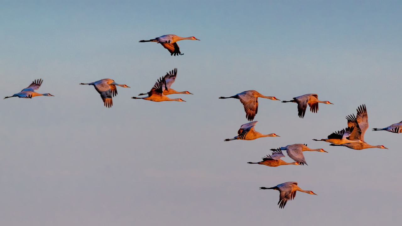 పక్షులు నావిగేట్ చేయడానికి దృశ్య మైలురాళ్లు, సుపరిచితమైన పరిసరాలను కూడా ఉపయోగిస్తాయి. ప్రకృతిలోని పర్వతాలు, నదులు బీచ్‌లను గుర్తిస్తాయి. పక్షులు పగలు, రాత్రి నావిగేట్ చేయడానికి సూర్యుడు, నక్షత్రాల స్థానాన్ని ఉపయోగిస్తాయంటున్నారు శాస్త్రవేత్తలు.