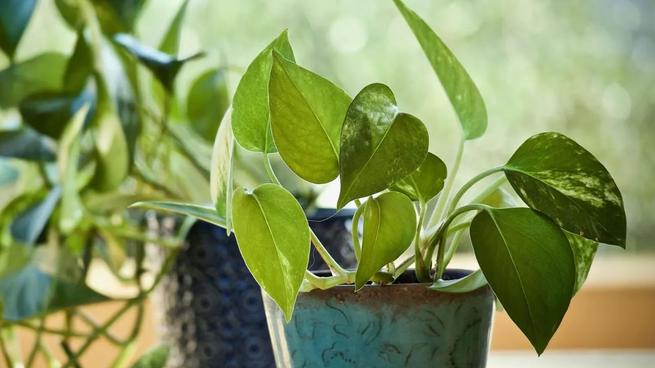 ఇంట్లో మనీ ప్లాంట్ పెట్టుకోవడం వలన ఇది ఇంటికి పచ్చటి వాతావరణం తీసుకరావడమే కాకుండా ఇది ఇంటిలోనికి ఆనందం, శ్రేయస్సు కూడా తీసుక వస్తది అంటారు వాస్తు శాస్త్ర నిపుణులు. అందుకే చాలా మంది తమ ఇంటిలో మనీ ప్లాంట్ మొక్కను పెట్టుకుంటారు. ఎందుకంటే. ఇది సంపద, అదృష్టం, ప్రశాంతతకు చిన్నహ్నంగా భావిస్తారు. అయితే దీనిని మొట్ట మొదటి సారిగా మీ ఇంట్లో పెట్టుకుంటున్నట్లైతే ఈ టిప్స్ పాటించాలంట. అవి :