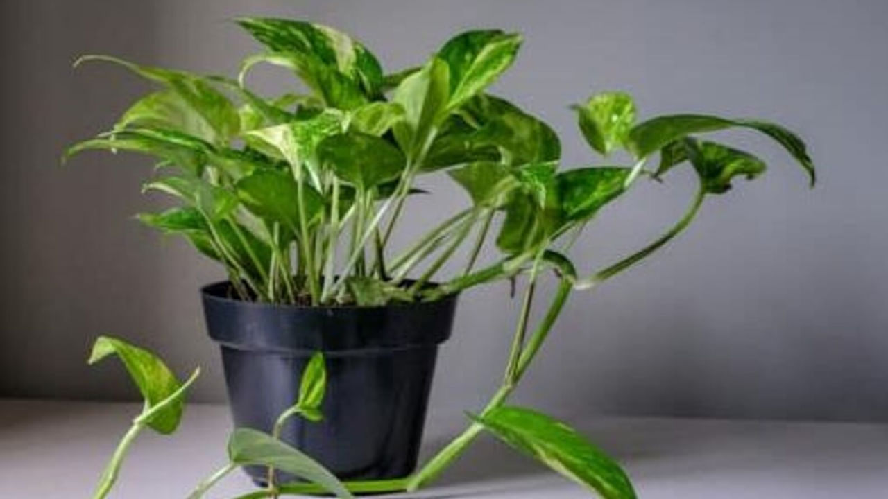 Money Plant