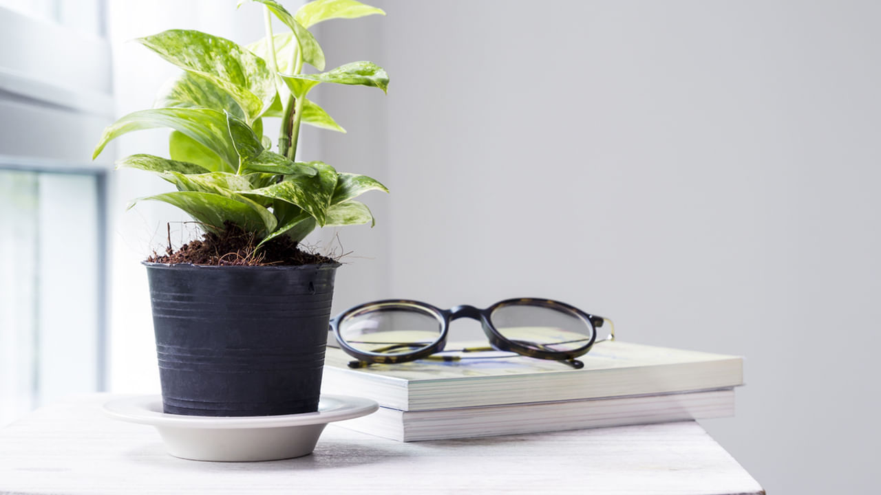 Money Plant3