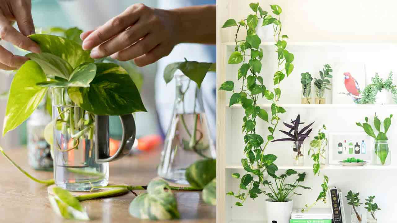 Money Plant4