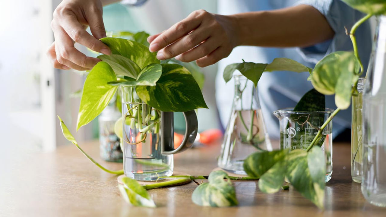 Money Plant5