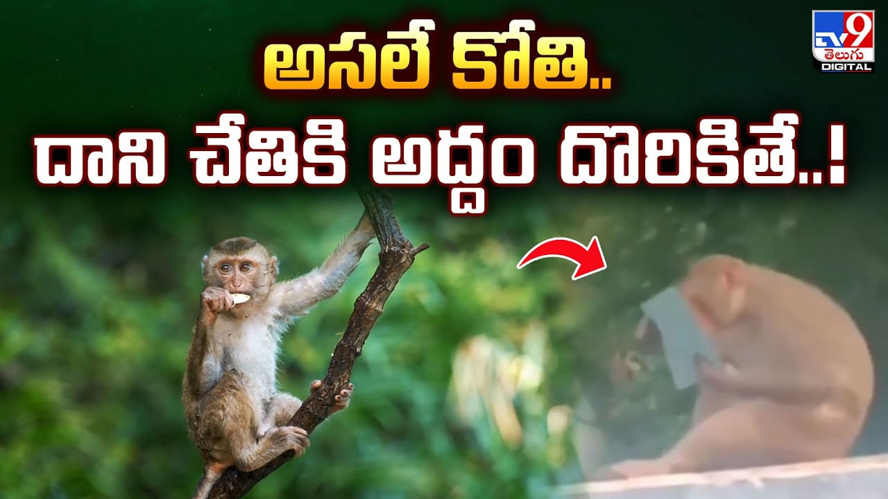 అసలే కోతి.. దాని చేతికి అద్దం దొరికితే..!