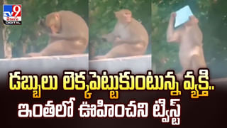 జంబో పుట్టగొడుగును ఎప్పుడైనా చూశారా ??