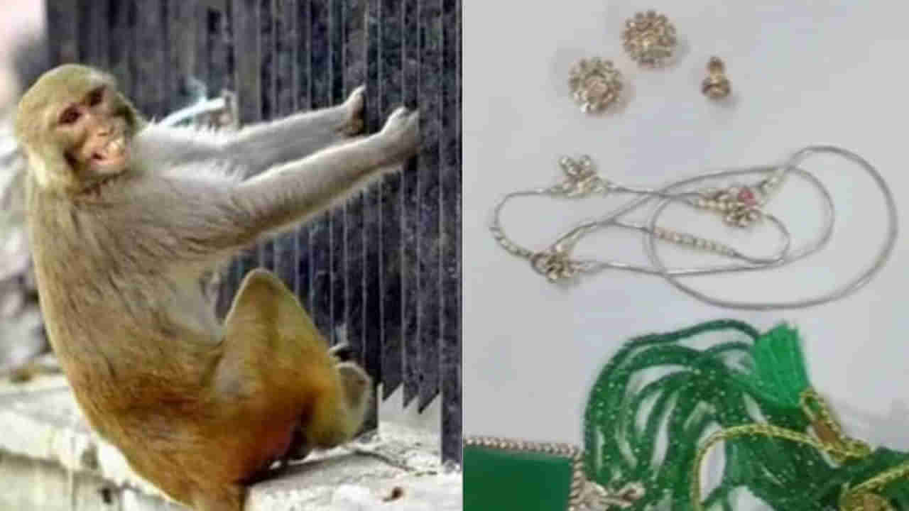 Vrindavan: వజ్రాల నగల దొంగగా మారిన కోతి.. భక్తుడి చేతిలోని హ్యాండ్ బ్యాగ్ తో అడవిలోకి పరారీ..