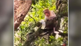 Viral Video: చెట్టు మీది నుంచి నోట్ల వర్షం కురిపించిన కోతి... Viral Video: చెట్టు మీది నుంచి నోట్ల వర్షం కురిపించిన కోతి...