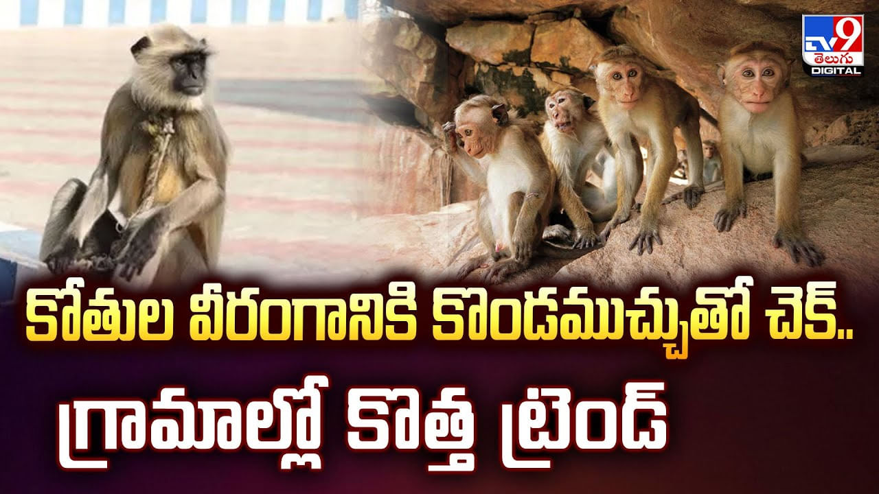 కోతుల వీరంగానికి కొండముచ్చుతో చెక్.. గ్రామాల్లో కొత్త ట్రెండ్