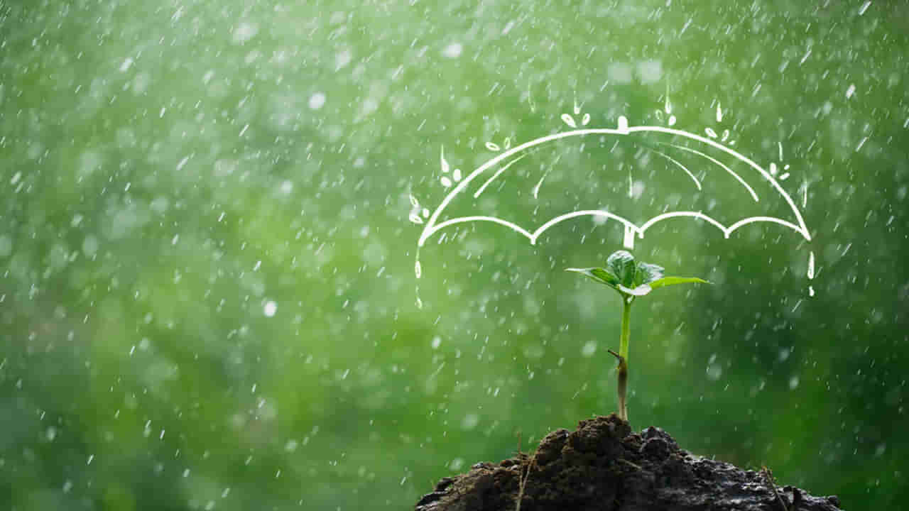 Monsoon Gardening Tips: గార్డెనింగ్ అంటే ఇష్టమా.. వర్షాకాలంలో మొక్కలను బూజు తెగుల నుంచి ఎలా రక్షించుకోవాలంటే..