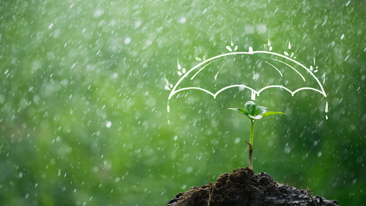 Monsoon Gardening Tips: గార్డెనింగ్ అంటే ఇష్టమా.. వర్షాకాలంలో మొక్కలను బూజు తెగుల నుంచి ఎలా రక్షించుకోవాలంటే..