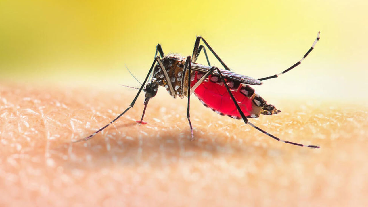 చూడగానే మనకు కోపం తెప్పించే జీవులు.. దోమలు. ప్రతి ఒక్కరూ కనీసం ఒక్కసారైనా గాఢ నిద్రలో ఉన్నప్పుడు దోమ కుట్టడం వల్ల కలవరపడి ఉంటారు. దోమలు చాలా హానికరమైన జీవులు. దోమ కాటు వల్ల మలేరియా, డెంగ్యూ, జ్వరం వంటి వ్యాధులు వస్తాయి. కొన్నిసార్లు ఈ వ్యాధులు మరణానికి కూడా కారణమవుతాయి. కాబట్టి దోమ కాటును నివారించడానికి సరైన జాగ్రత్తలు తీసుకోవాలి.