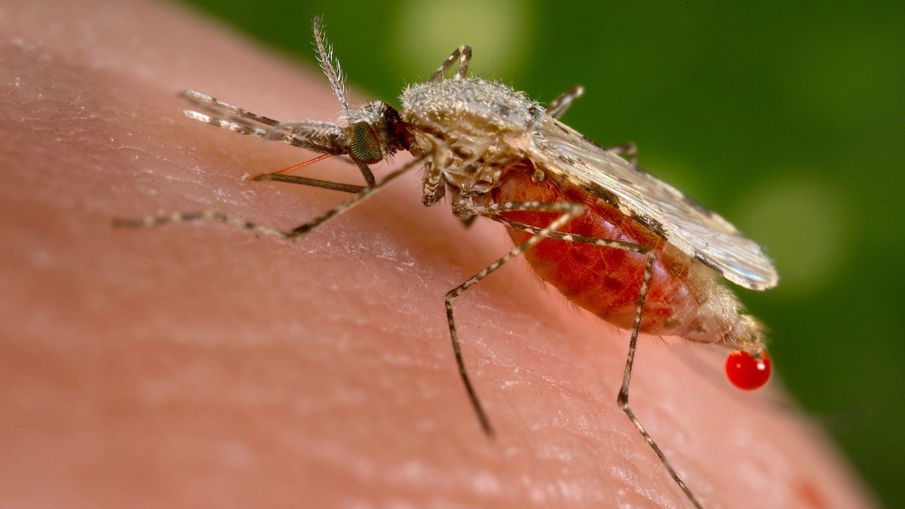 Mosquito Repellent Plants: దోమలతో పరేషాన్ అవుతున్నారా..? ఈ మొక్కలను ఇంట్లో పెంచండి.. అవి పారిపోతాయి.!