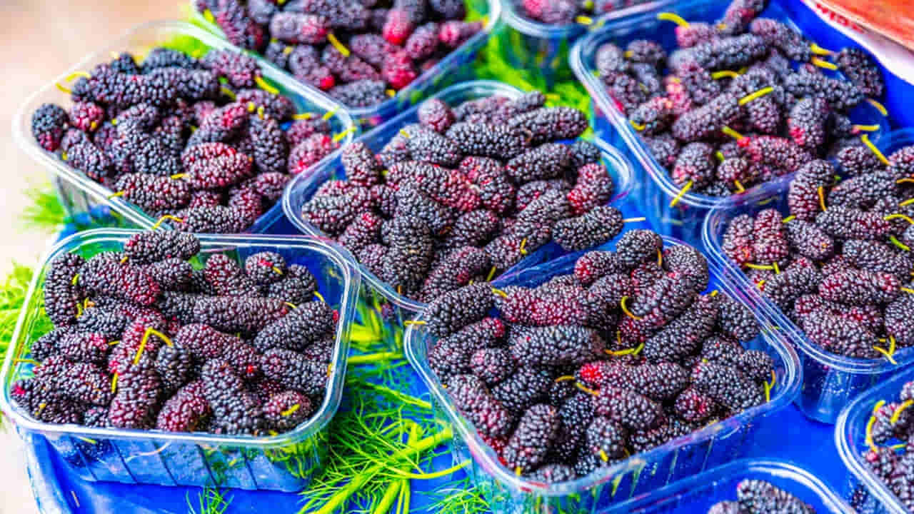 Mulberry: మల్బరీ పండు గురించిన మతిపోయే నిజాలు.. తెలిస్తే వామ్మో అనాల్సిందే..!