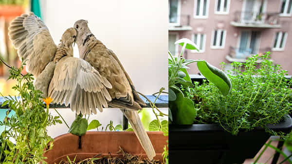 Natural Pigeon Repellent: బాల్కనీలో పావురాలు తిష్ట వేశాయా.. దుమ్ము దుర్వాసనం నుంచి ఉపశమం కోసం ఈ మొక్కలు పెంచుకోండి..