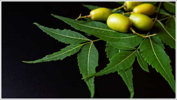 Health Tips: పరగడుపున వేప ఆకులు నమిలితే ఏమవుతుందో తెలుసా? శరీరంలో అద్భుతం!