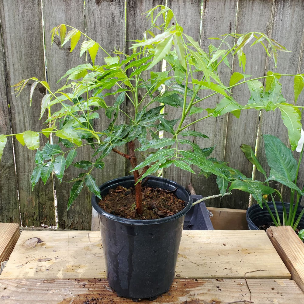 Neem Plant