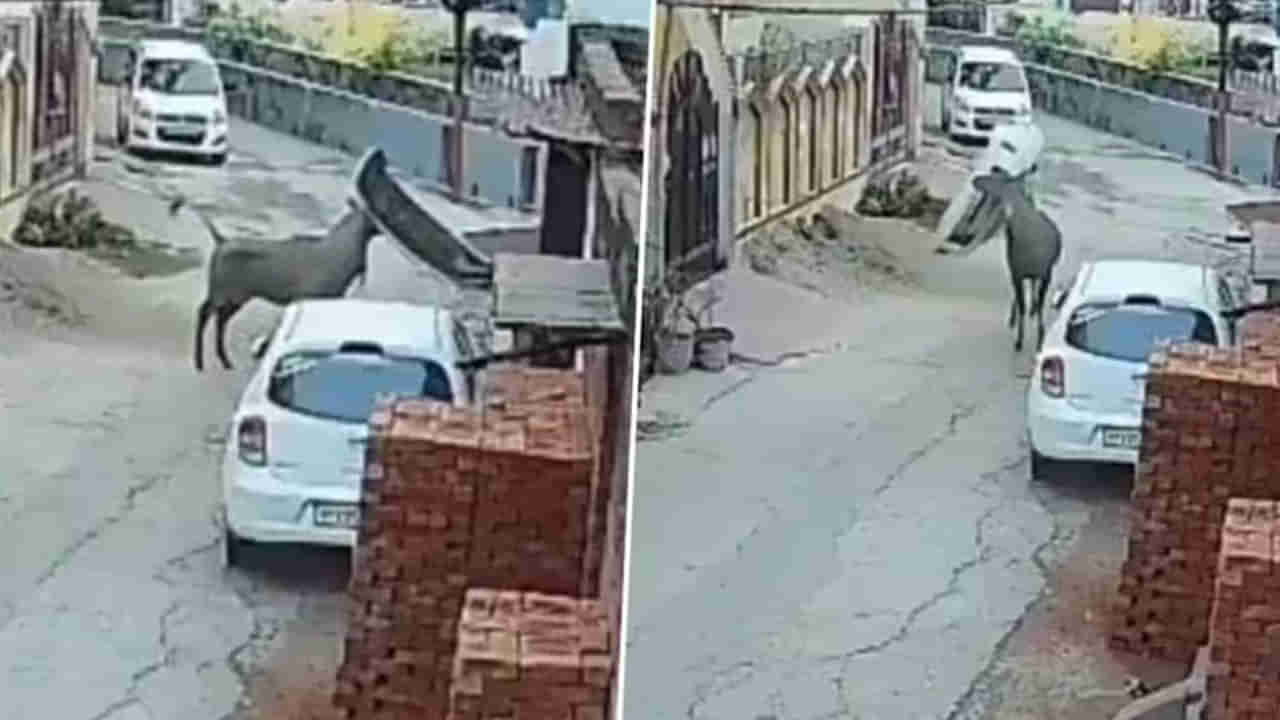 Watch: ఊర్లోకి వచ్చిన అరుదైన వింత జంతువు.. జనావాసాల్లో పరుగులు పెడుతూ హల్‌చల్‌..