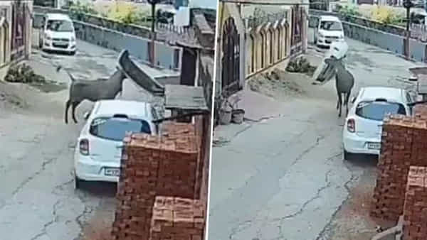 Watch: ఊర్లోకి వచ్చిన అరుదైన వింత జంతువు.. జనావాసాల్లో పరుగులు పెడుతూ హల్చల్..