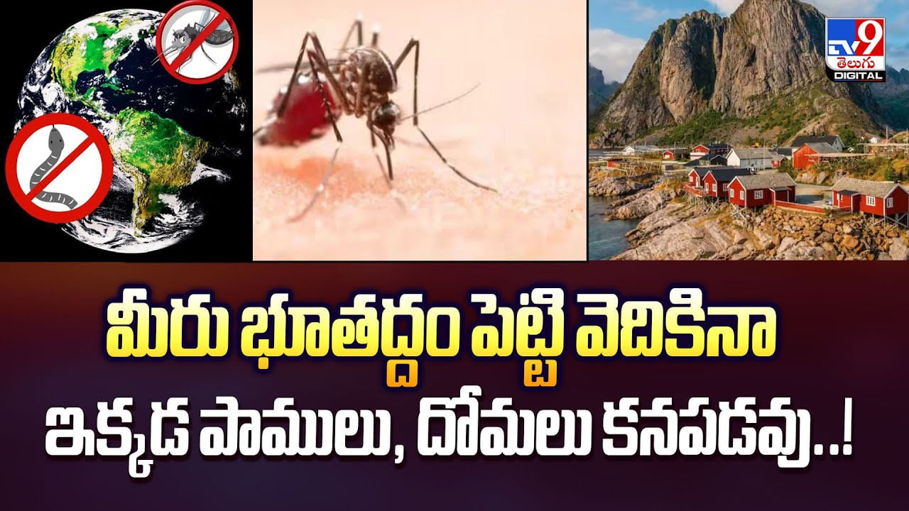 మీరు భూతద్దం పెట్టి వెదికినా ఇక్కడ పాములు, దోమలు కనపడవు