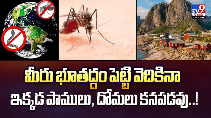 మీరు భూతద్దం పెట్టి వెదికినా ఇక్కడ పాములు, దోమలు కనపడవు మీరు భూతద్దం పెట్టి వెదికినా ఇక్కడ పాములు, దోమలు కనపడవు