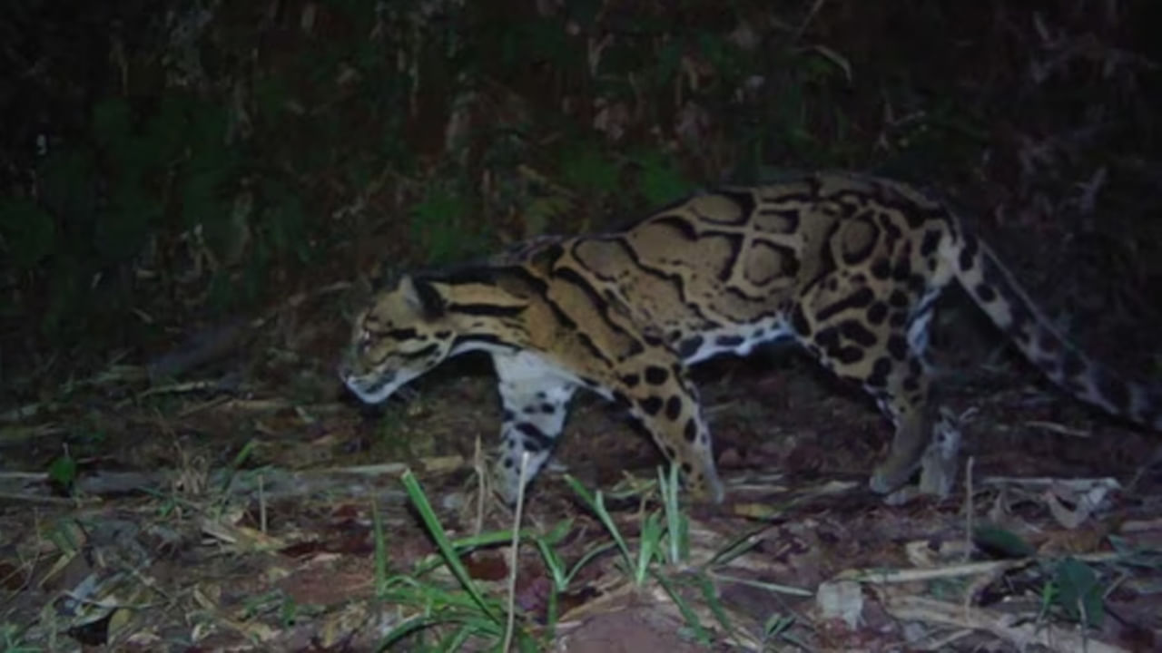 నోంగ్‌ఖైల్లెం వన్యప్రాణుల అభయారణ్యం సందర్శకులకు పూర్తి నిశ్శబ్దంగా ఉంటుంది.  29 చదరపు కిలోమీటర్ల విస్తీర్ణంలో ఉన్న ఈ అభయారణ్యం గౌహతికి దాదాపు 60 కిలోమీటర్ల దూరంలో ఉంది. ఇక్కడ ఏనుగులు, చిరుతలు, వివిధ పక్షి జాతులను వీక్షించవచ్చు. ఇక్కడ దట్టమైన అడవులు, వంకర కొండలలో పక్షులను చూడటానికి, నిశ్శబ్దం గుండా ట్రెక్కింగ్ చేయడానికి బెస్ట్ ఆప్షన్.