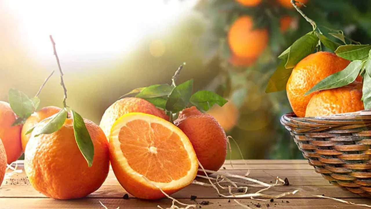 నారింజ పండ్లు ఆరోగ్యానికి చాలా మంచివి. ఇందులో విటమిన్ సి పుష్కలంగా ఉంటుంది. అంతే కాకుండా ఆరోగ్యానికి అవసరమైన అనేక పోషకాలు ఈ నారింజ పండ్లలో ఉంటాయి. అందుకే తప్పకుండా ప్రతి ఒక్కరూ నారింజపండ్లు తినాలని చెబుతుంటారు. కాగా మనం ఈ రోజు నారింజ పండ్లను ప్రతి రోజూ డైట్‌లో చేర్చుకోవడం వలన ఎలాంటి ప్రయోజనాలు కలుగుతాయో చూద్దాం.