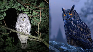 Bonalu Festival 2025: బోనాల జాతరకు వేళాయెరా..! ఈ ఉత్సవాలు ఏ రోజున ఎక్కడ జరగనున్నాయంటే..