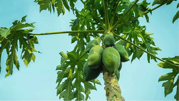 Uric Acid Diet: యూరిక్ యాసిడ్ ఎక్కువై ఇబ్బంది పడుతున్నారా..? ఈ డైట్ పాటిస్తే తగ్గిపోతుంది..!