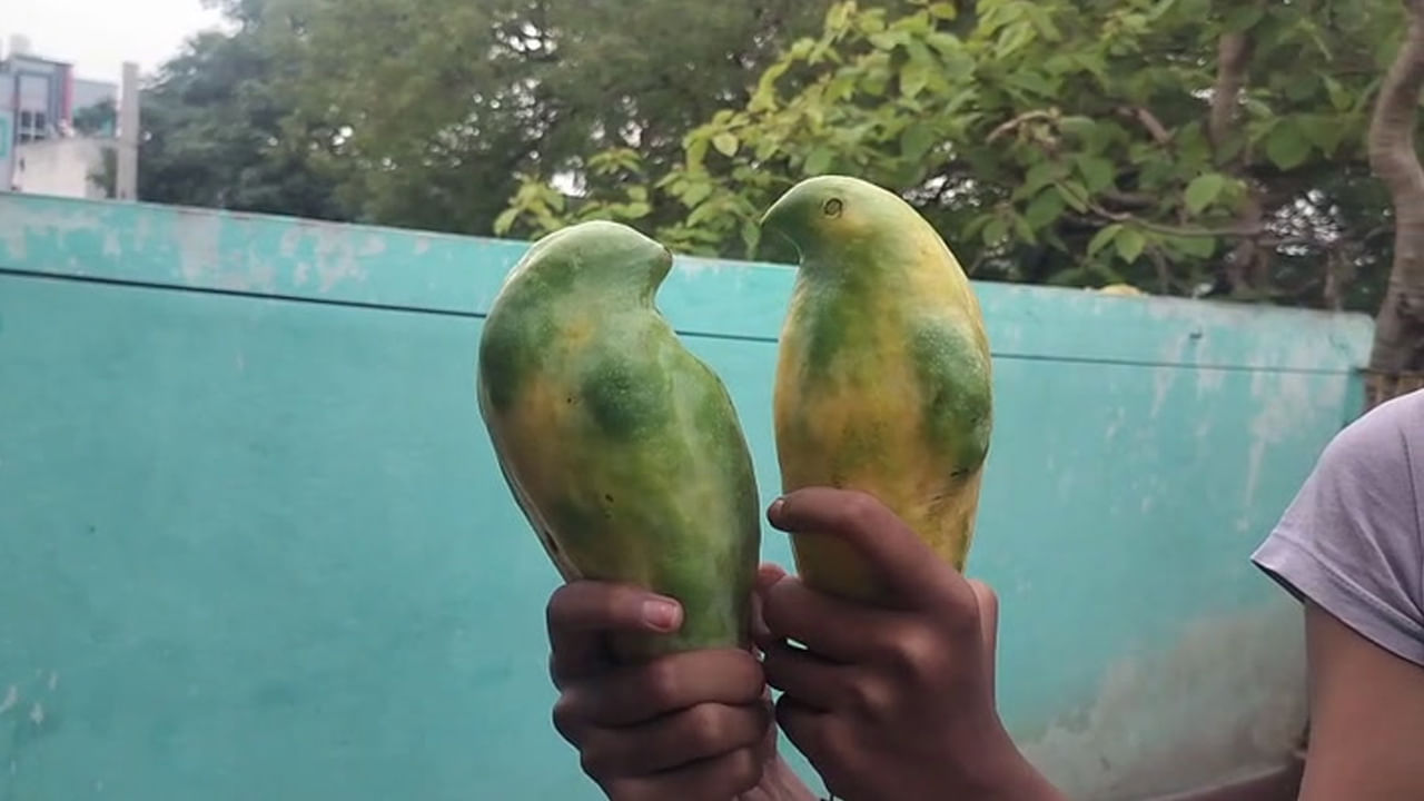 Andhra: చూశారా ఈ చిత్రం - పంచదార చిలకల మాదిరిగా మామిడి పండ్లు