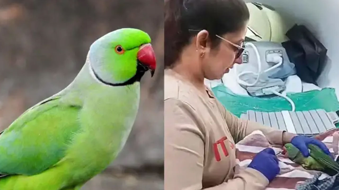 రోడ్డు ప్రమాదంలో గాయపడిన చిలుకకు MRI స్కాన్.. రిపోర్ట్‌లో ఏం తేలిందంటే..!