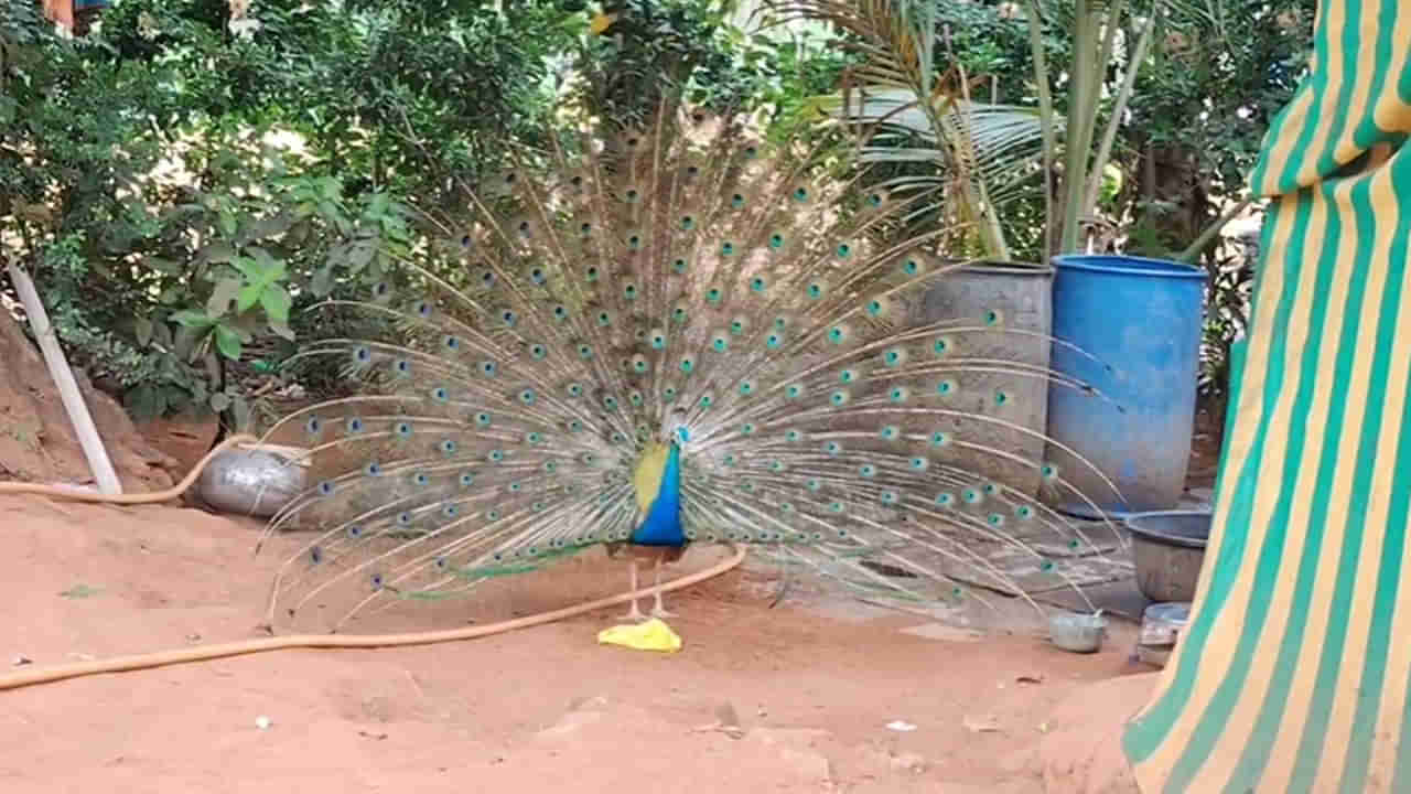 Telangana: ఆశ్చర్యంగా నెమలి ప్రవర్తన - 6 ఏళ్లుగా సమ్మక్క సారక్క గుడికి - సూర్యాస్తమయానికి మాయం