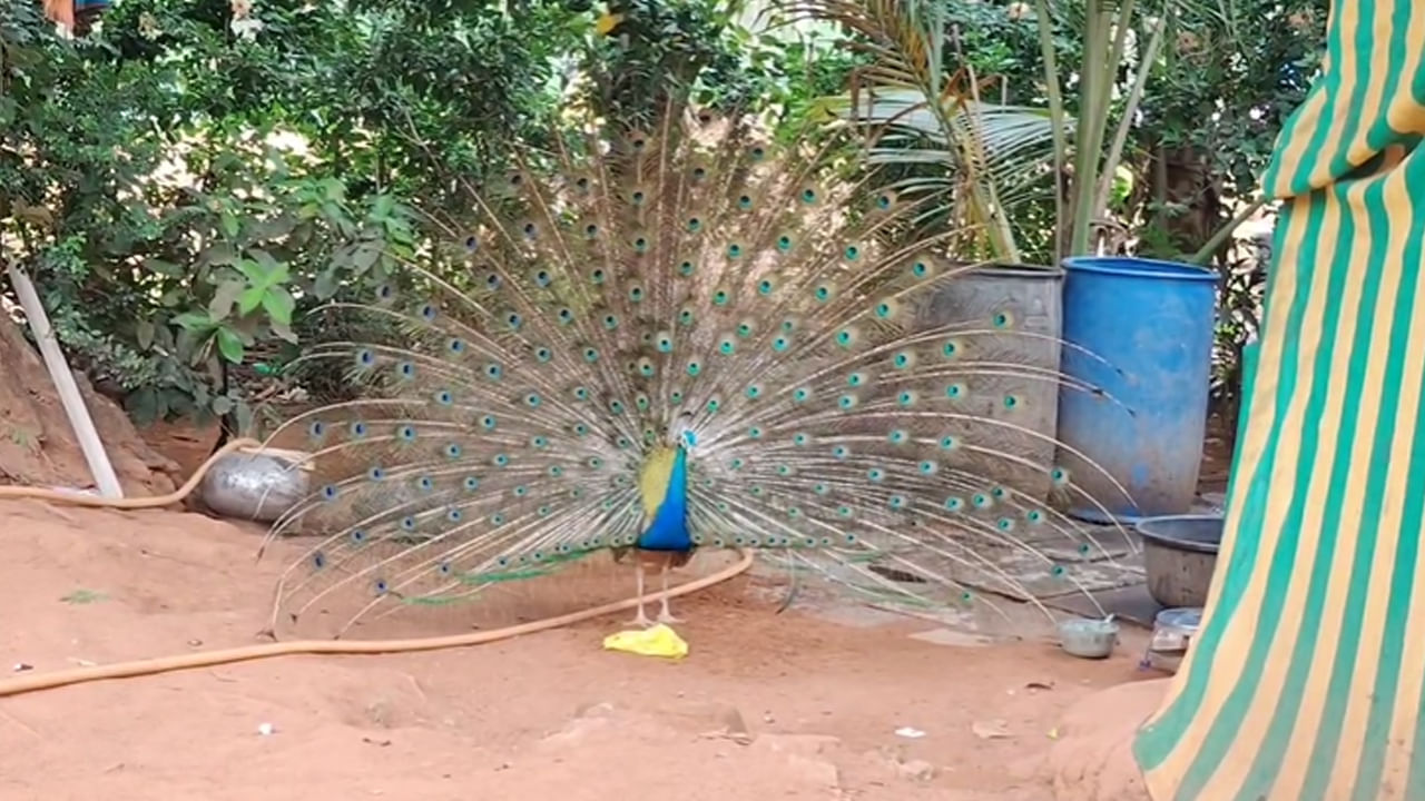 Telangana: ఆశ్చర్యంగా నెమలి ప్రవర్తన - 6 ఏళ్లుగా సమ్మక్క సారక్క గుడికి - సూర్యాస్తమయానికి మాయం