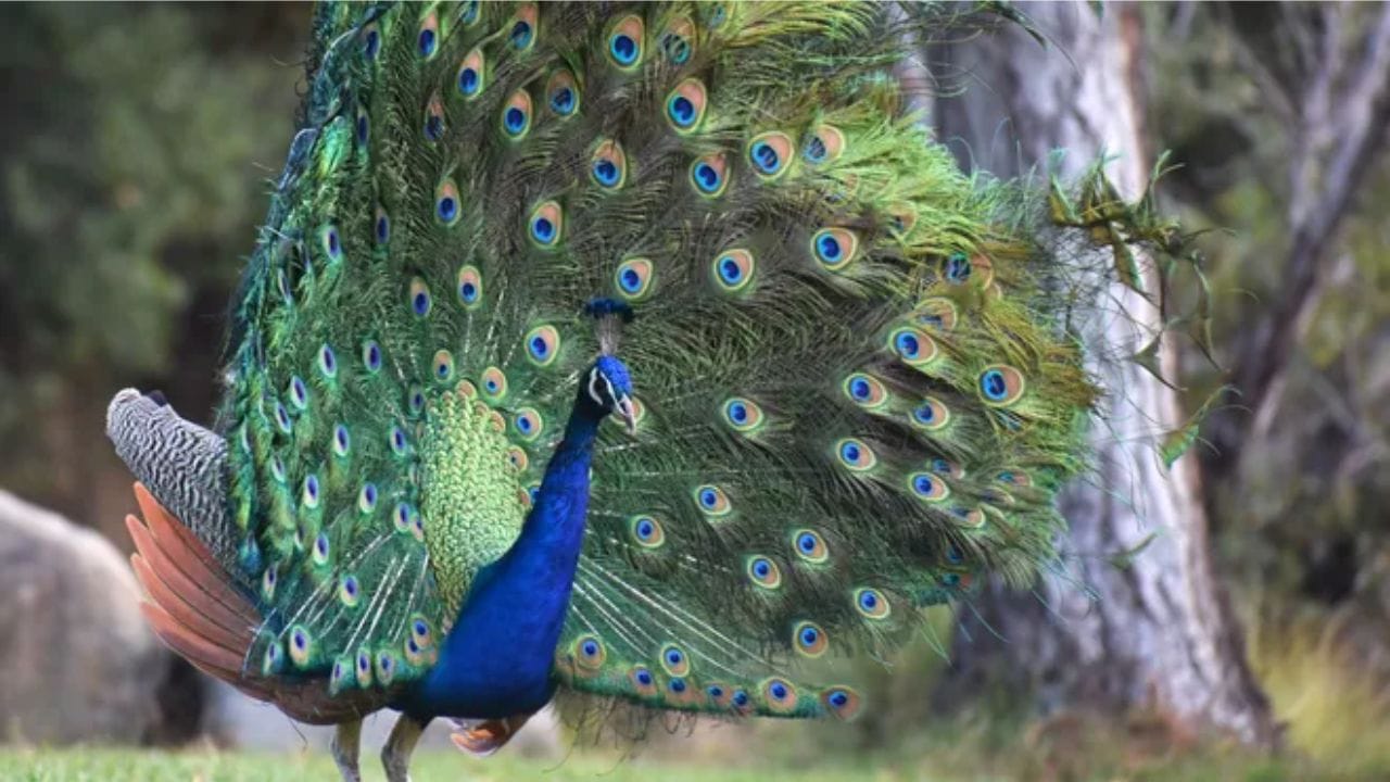 Spiritual Peacock Signs: నెమలి నాట్యం చూస్తే శుభమా.. అశుభమా..? నిపుణులు ఏం చెబుతున్నారో తెలుసా..?