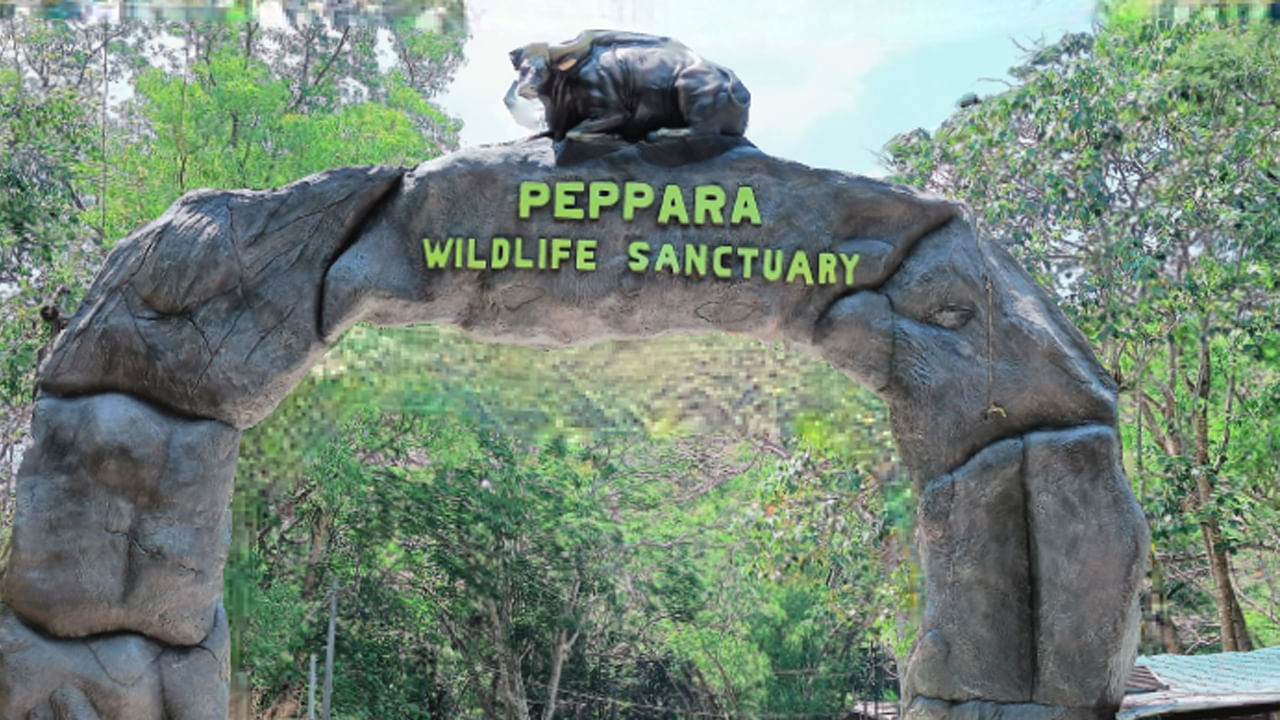 తిరువనంతపురంకి 50 కిలోమీటర్ల దూరంలో పెప్పర వన్యప్రాణుల అభయారణ్యం 53 చదరపు కిలోమీటర్ల విస్తీర్ణంలో ఉంది. ఈ సఫారీలో భారతీయ ఏనుగులు, చిరుతలు, అడవి పందులు, ముళ్లపందులతో పాటు అనేక ఇతర క్షీరదాలను చూసేందుకు సందర్శకులు ఈ అభయారణ్యానికి వస్తారు. మలబార్ గ్రే హార్న్‌బిల్, క్రిమ్సన్-బ్యాక్డ్ సన్‌బర్డ్ వంటి పక్షులను వీక్షించడానికి అనువైన ప్రదేశం. ఈ అభయారణ్యం ఆకర్షణీయమైన పరిసరాల, ప్రశాంతమైన ప్రకృతికి ప్రసిద్ధి.