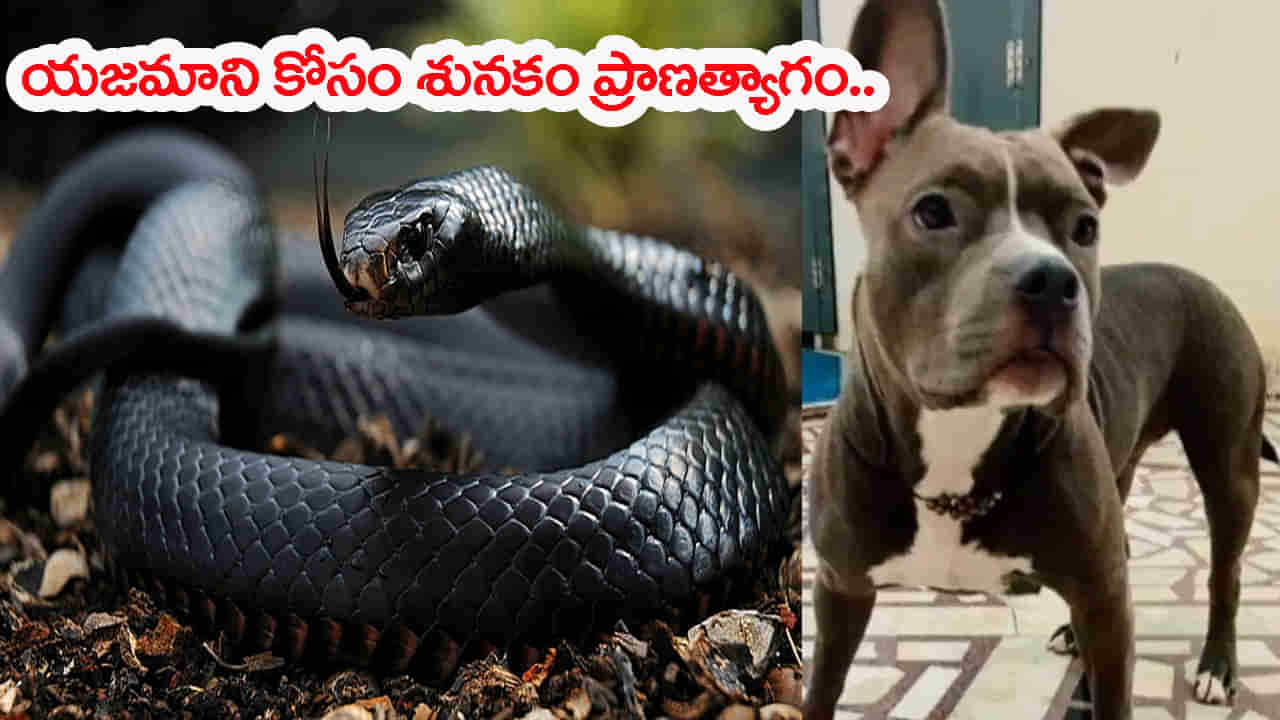 Viral Video: యజమాని కుటుంబం కోసం కుక్క ప్రాణత్యాగం.. 26 సార్లు పాముకాట్లు! షాకింగ్‌ వీడియో..