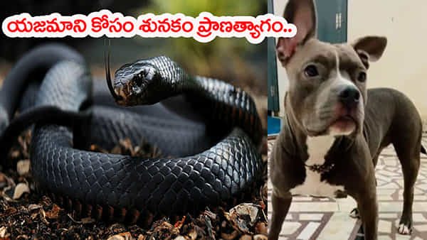 Viral Video: యజమాని కుటుంబం కోసం కుక్క ప్రాణత్యాగం.. 26 సార్లు పాముకాట్లు! షాకింగ్ వీడియో..