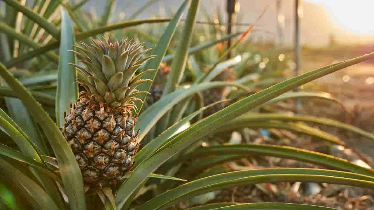 Pineapple Benefits: ఈ పండు అన్ని సమస్యలకు పరిష్కారం..! తిని మస్తు లాభాలు పొందండి..!