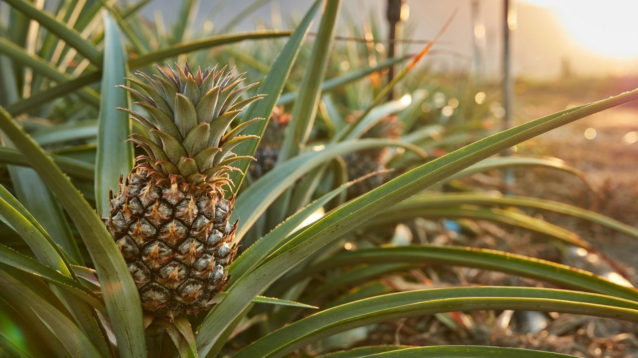 Pineapple Benefits: ఈ పండు అన్ని సమస్యలకు పరిష్కారం..! తిని మస్తు లాభాలు పొందండి..!