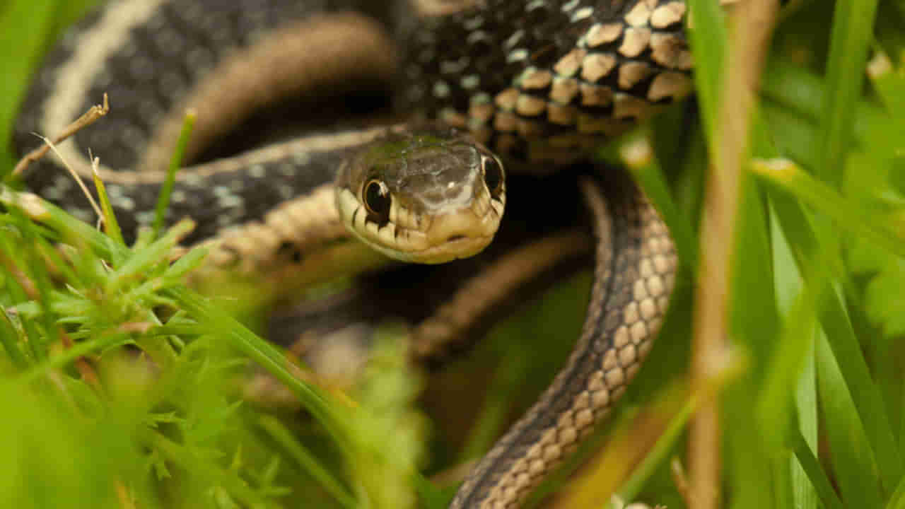 Snake-Repellent Plants: ఇంట్లోకి పాములు వస్తాయని భయపడుతున్నారా? అయితే మీ ఇంటి చుట్టూ ఈ మొక్కలు నాటండి..