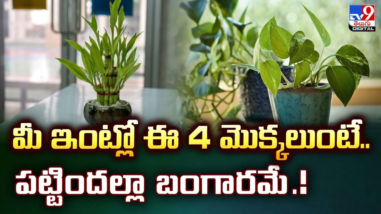 మీ ఇంట్లో ఈ 4 మొక్కలుంటే.. పట్టిందల్లా బంగారమే