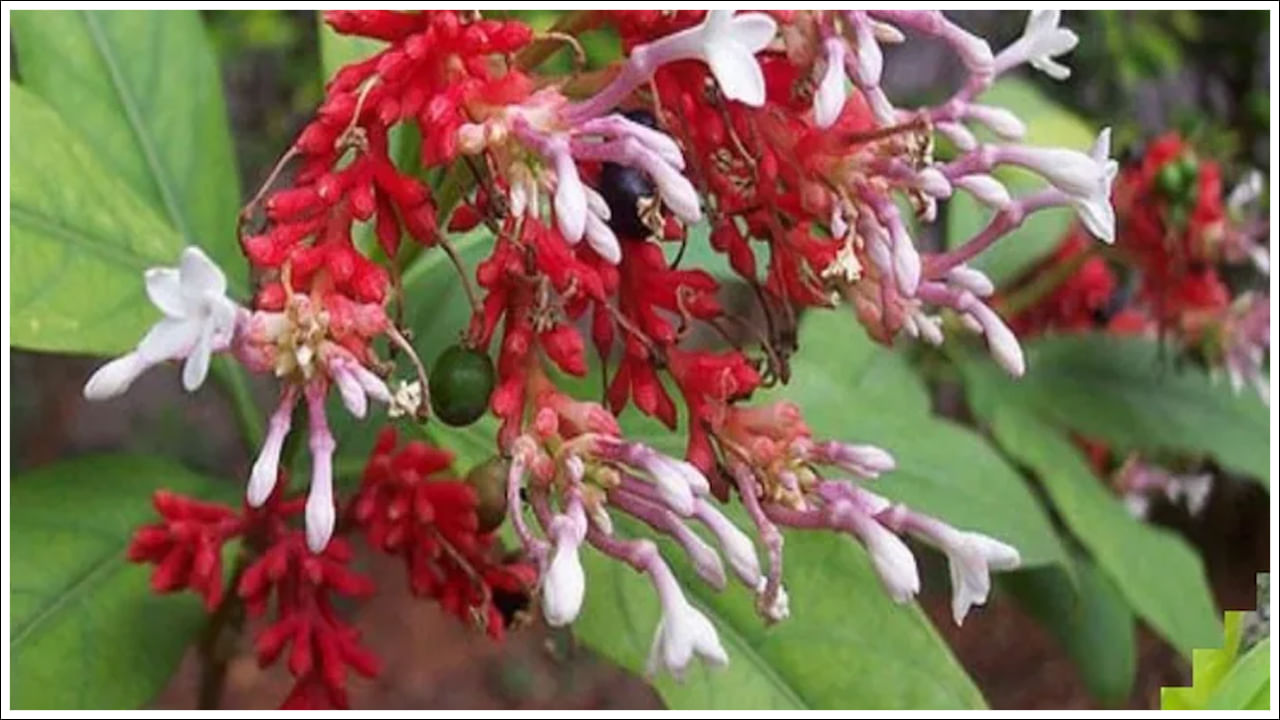  సర్పగంధ మొక్క గురించి మీరెప్పుడైనా విన్నారా? ఈ మొక్క వాసన చాలా వింతగా ఉంటుంది. పాములు వాసన చూడగానే పారిపోతాయి. సహజ లక్షణాలతో నిండిన ఈ మొక్క వేర్లు పసుపు, గోధుమ రంగులో ఉంటాయి. ఆకులు ప్రకాశవంతమైన ఆకుపచ్చ రంగులో ఉంటాయి. దానిని నాటడం ద్వారా పాములు దూరంగా ఉండవచ్చు.